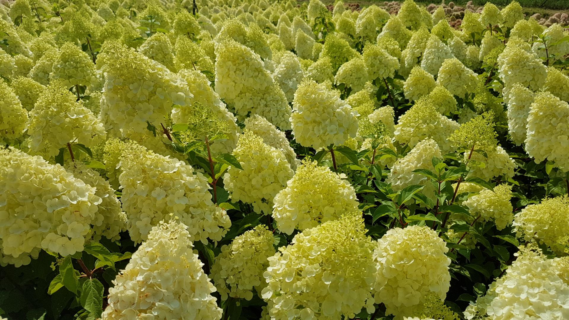 Magical kilimanjaro гортензия метельчатая описание и фото Aedhortensia 'Magical Moonlight' - Rannamõisa Aiasalong