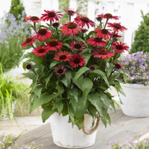sunseeker red