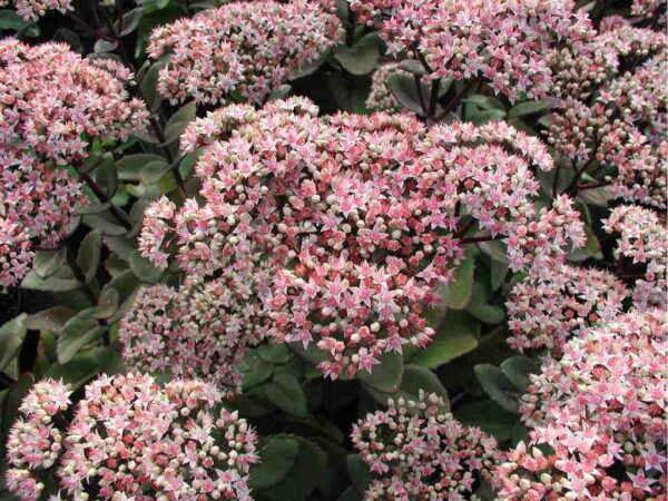 sedum matrona