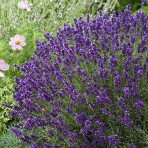 aromatico blue