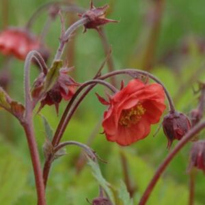 flames of passion