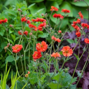 geum