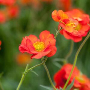 geum