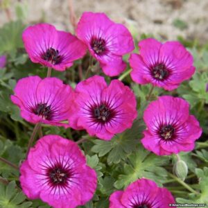 jolly jewel silver