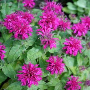 balmypurple