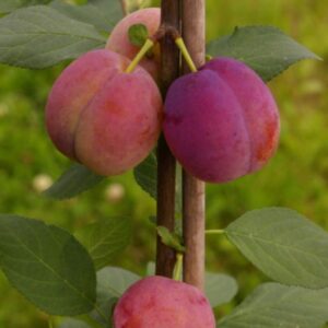 polli munaploom