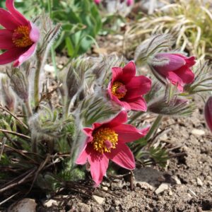 pinwheel dark red