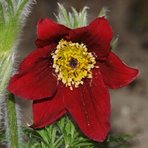 pinwheel dark red