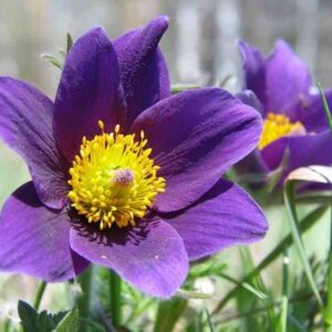 blue violet