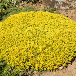 yellow queen
