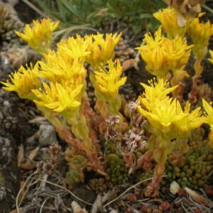 yellow queen õis