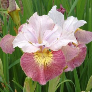 Iris sibirica Sugar Rush C1,4