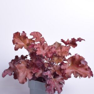 Heuchera Helmikpööris Boysenberry C2