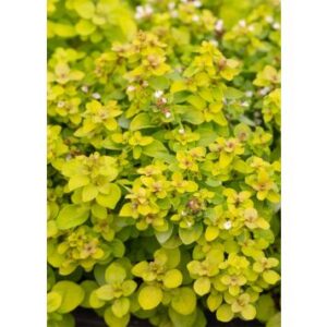 Origanum vulgare Golden Shine C1,4