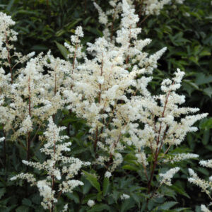 Astilbe Rock and Roll C2