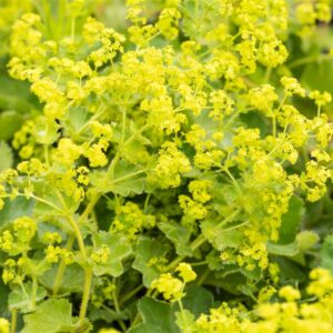 Alchemilla Gold Strike Punaraag kortsl. P12