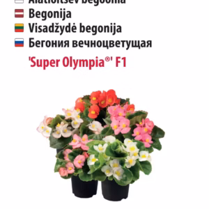 Begoonia Super Olympia 20s