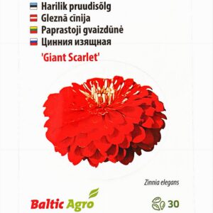 Pruudisõlg Giant Scarlet 30s