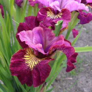 Iris sibirica Miss Apple C1,4