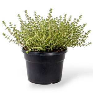 Aed-liivatee Orange Thymus vulgaris P13