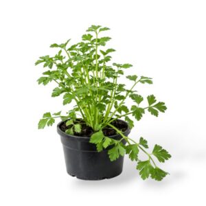 Aedseller Apium graveolens P13 imp