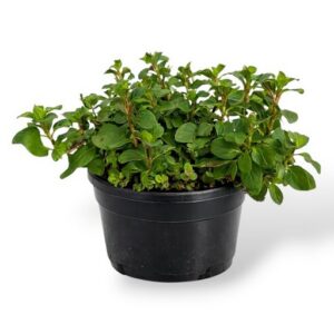 Piparmünt Basilicum Mentha piperita P13 imp