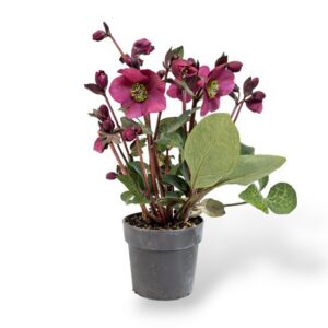 Aed-lumeroos Anna's Red Helleborus C1,5