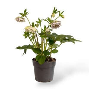 Kaukaasia lumeroos Cinderella Helleborus orientalis C1,5