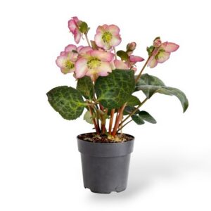 Aed-lumeroos Elemental Helleborus C1,5