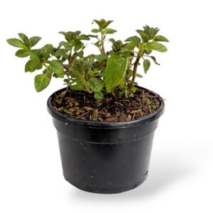 Piparmünt Blackcurrant Mentha piperita P13 imp