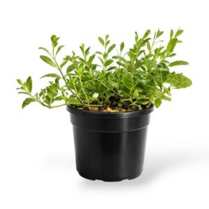 Õunmünt Ananas Mentha suaveolens P13 imp