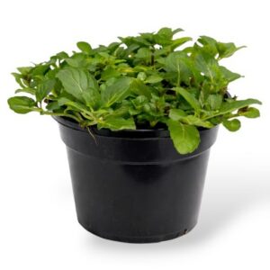 Piparmünt Swiss Mentha piperita P13 imp