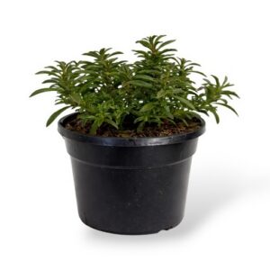 Mägi-piparrohi Satureja montana P13 imp