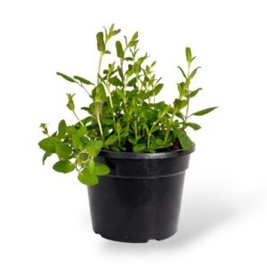 Rohemünt Spearmint Mentha spicata P13 imp