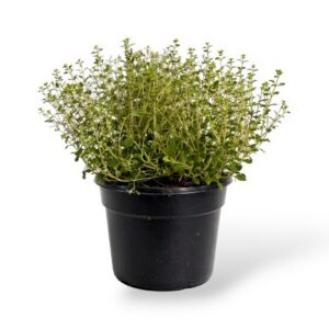 Sidrun-liivatee Lemon Green Thymus citriodorus P13