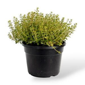 Paljalehine liivatee Thymus pulegioides Tabor Thymus-pulegioides P13