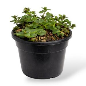 Piparmünt Chocolate Mentha piperita P13 imp