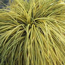 Carex o.Evergold Oshiima C2