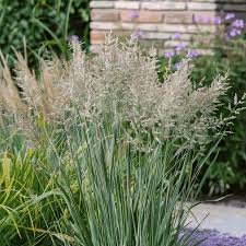 Panicum virg.Heavy Metal C5