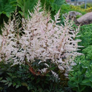 Arendsi astilbe Bronzlaub Astilbe x arendsii C2