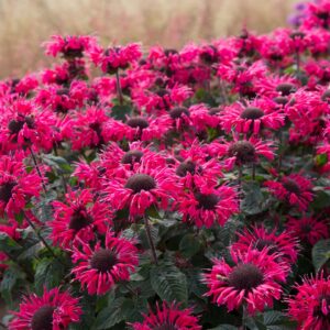 Monarda Bee-Happy C3