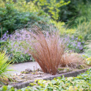 Keerdlehine tarn Carex buchananii C2