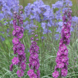 Aed-kukekannus Delgenius Chantay Delphinium C3