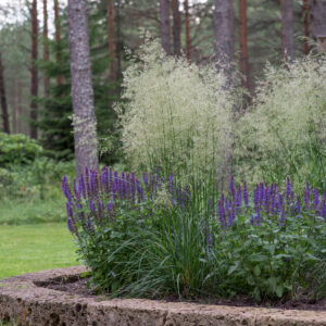 Luht-kastevars Tardifllora Deschampsia cespitosa C1,4