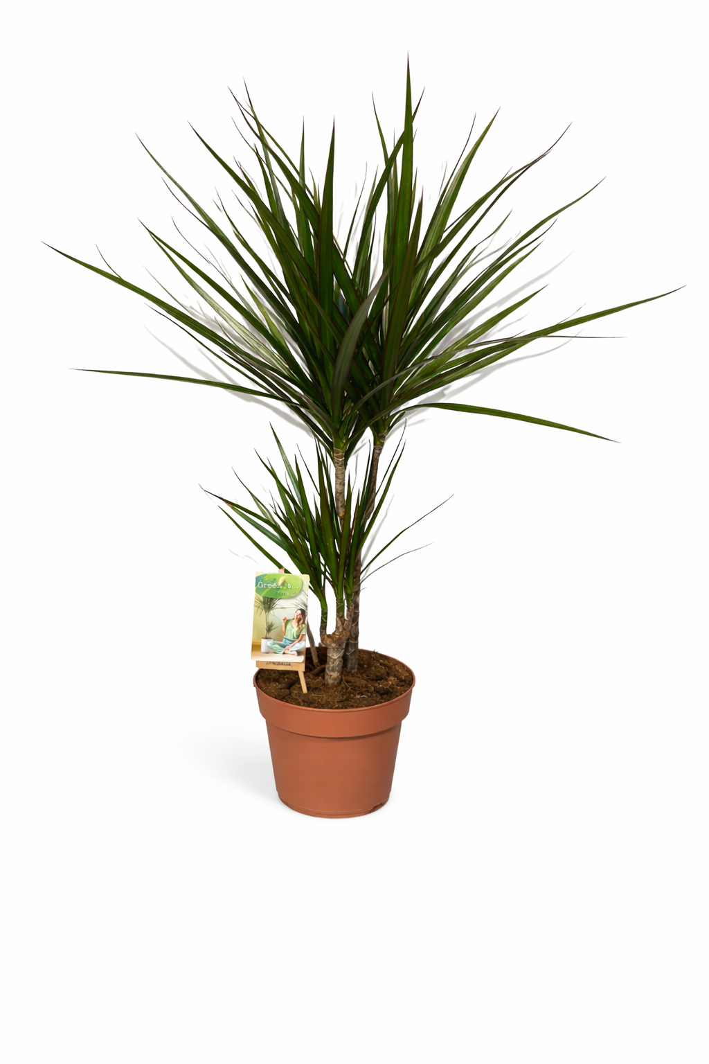 Ääris-draaakonipuu Dracaena marginata 2 vart P17  75