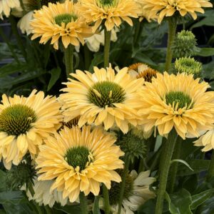Echinacea p. Sunseekers Limoncello C3