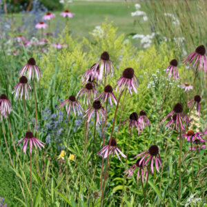Echinacea Pallid C1,4