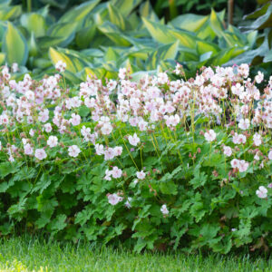 Geranium Kurereha Biokovo P12