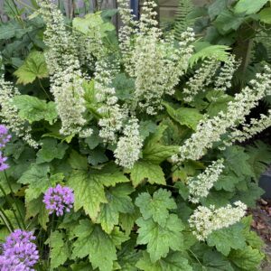 Heuchera Helmikpööris Chantilly C1,4