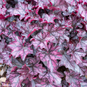 Heuchera Helmikpööris Mulberry C2